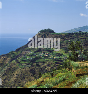 Il Portogallo, Madera, fattorie terrazzati su una collina nei pressi di Calheta Foto Stock