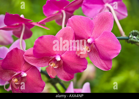 Orchidee viola sul display presso il San Diego Wild Animal Park. Foto Stock