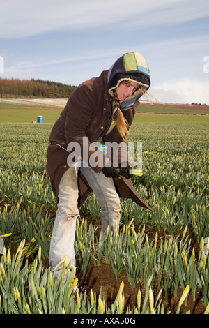 Daffodil commerciale picker, il prelievo e la raccolta di daffodil blumi a fattoria scozzese, Montrose bacino, Aberdeenshire, Regno Unito Foto Stock