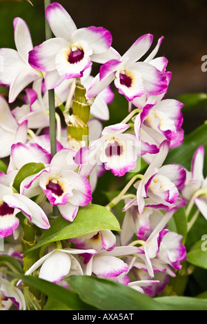 Bianco e viola orchidee in mostra presso il San Diego Wild Animal Park. Foto Stock