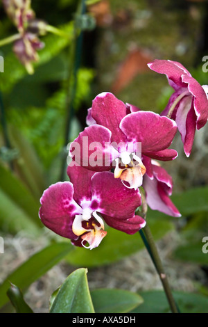 Orchidee viola sul display presso il San Diego Wild Animal Park. Foto Stock