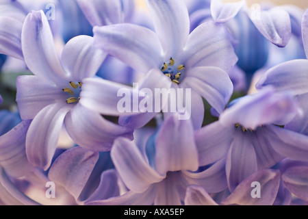 Primo piano dei fiori Hyacinth blu (Hyacinthus Orientalis) nel mese di marzo Foto Stock