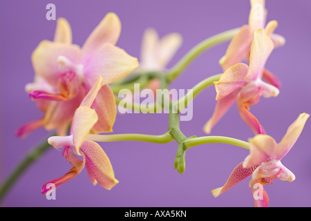 Un primo piano di lilla pallida e fiori di Moth Orchid color limone (Phalaenopsis) su sfondo viola Foto Stock