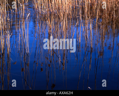 Ance, alla Foresta di Epping Essex, Regno Unito Foto Stock