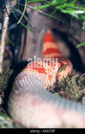 Mais spargimento di serpente pelle Foto Stock