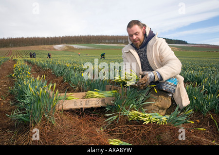 Fiori commerciali; Daffodil migrante picker, raccolta e raccolta fioriture di narcisi primaverili in campo agricolo scozzese Montrose Basin, Aberdeenshire, Regno Unito Foto Stock