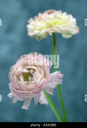 Due fiori Ranunculus Foto Stock