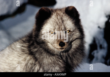 Renard polaire Arctic Fox Vulpes vulpes Alopex lagopus lagopus diversa fase adulto animale animali belve canidi Europa Foto Stock