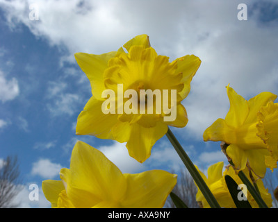 all yellow daffodils in bloom spring with blue cloudy sky in background in the uk Foto Stock