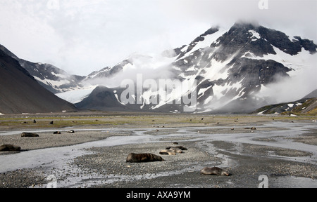 Snow capped mountain con le foche nella valle sottostante Foto Stock