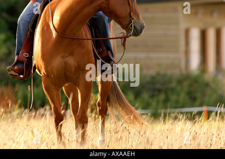 American Quarter Horse Foto Stock