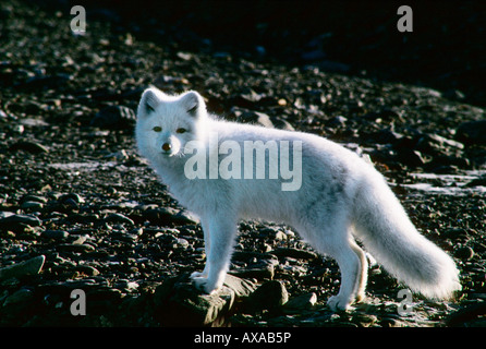 Arctic Fox Alopex lagopus madre e cuccioli Arktis Eisfuechse Europa Fuchs Fuchswelpen Fuechse Hundeartige Jungtiere Mutter Foto Stock