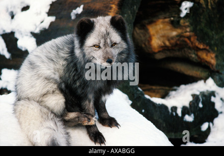 renard polaire Arctic Fox Vulpes lagopus Alopex lagopus different phase adult animal animals beasts of prey canids Europa Europe Foto Stock
