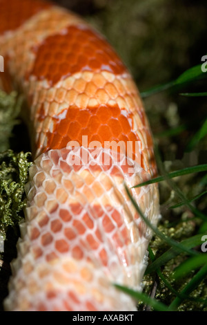 Mais spargimento di serpente pelle Foto Stock