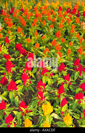 Rosso e arancio fiori nel letto di fiori della Thailandia Foto Stock