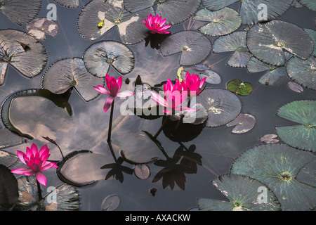 Lily Pond Hanoi Vietnam Foto Stock