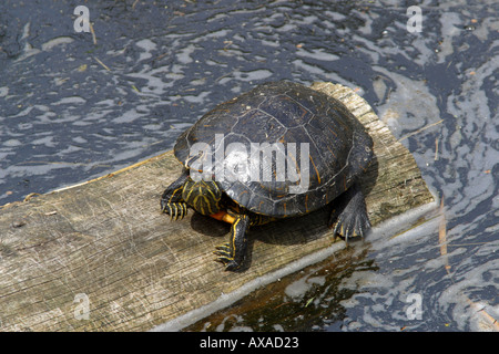 Rosso-EARED TERRAPIN. Trachemys scripta elegans Foto Stock