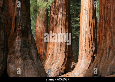 Il corso di laurea e Tre Grazie Mariposa Grove Yosemite Foto Stock