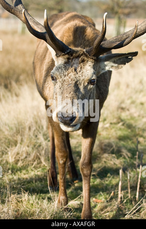 Il cervo (Cervus elaphus) in Richmond Park Greater London Inghilterra England Regno Unito Foto Stock