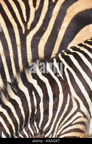 Close up le strisce bianche e nere di una zebra, Mammifero, animale selvatico, Africa Foto Stock