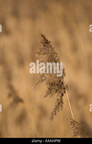 Comuni (Phragmites) Reed Foto Stock