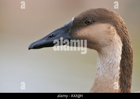 Il cinese Swan Goose Anser cygnoides testa close up Foto Stock