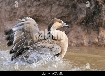 Il cinese Swan Goose Anser cygnoides Foto Stock