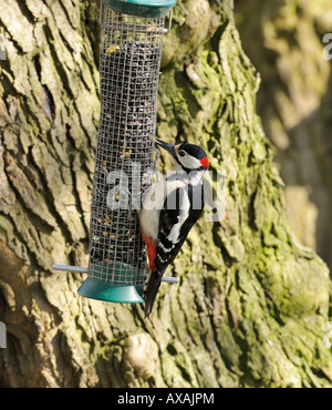 Picchio rosso maggiore sul giardino bird feeder Dendrocopos major Foto Stock