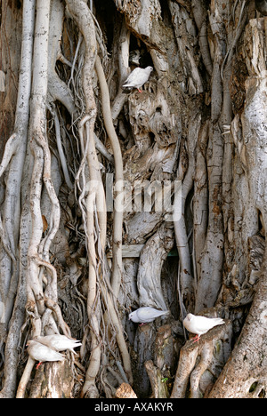 I piccioni sono ' appollaiati in un Banyan Tree, Waikiki Beach, di O'ahu, Hawaii Foto Stock