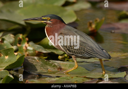 Green Heron Butorides virescens Florida USA camminando sul giglio di acqua Foto Stock