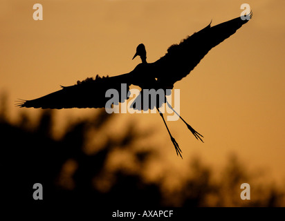I grandi aironi blu Ardea erodiade Florida USA in volo al tramonto silhouette Foto Stock