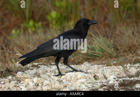 American Crow Corvus brachyrhynchos Florida USA Foto Stock