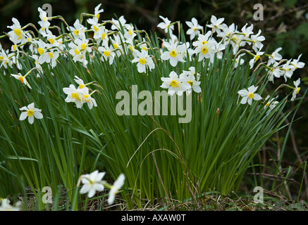 Narcissus bianco naturale in fiore in primavera Foto Stock