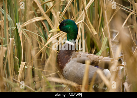 Anatra Mallard maschio adulto (Anas platyrhynchos) in letto di canna in primavera. Sussex, Regno Unito Foto Stock