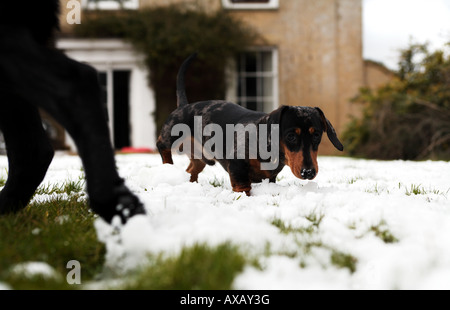 Miniatura Bassotto (salsiccia) cane cucciolo svolge nella neve con un molto più grande del Labrador nero Foto Stock