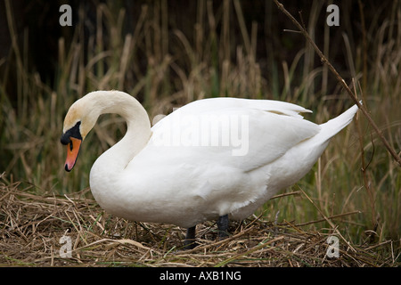 Un singolo adulto Mute Swan (Cygnus olor) costruire un nido in primavera. West Sussex, Inghilterra, Regno Unito Foto Stock