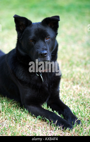 Akita Chow razza cane Foto Stock