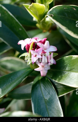 DAPHNE ODORA AUREOMARGINATA VERSO LA FINE DI MARZO Foto Stock