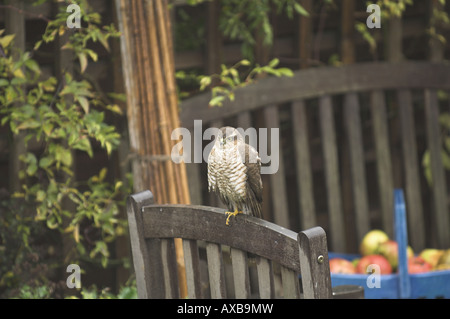 Sparviero accipter nisus arroccato su mobili da giardino Norfolk Regno Unito Foto Stock