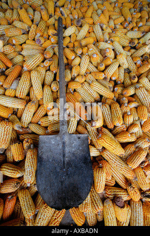 Il mais o granoturco con pala Foto Stock