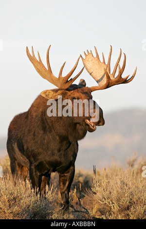 Una bull moose pone regally in sagebrush di Grand Tetons National Park, Wyoming negli Stati Uniti. Foto Stock