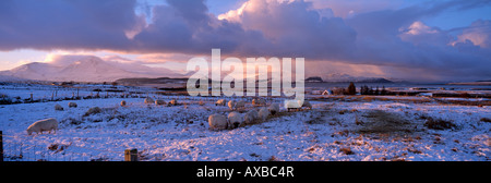 Tramonto su snowy Skye Cuillin Hills con pecore al pascolo nei campi della Scozia Foto Stock