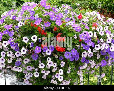 Petunia hybr. Foto Stock