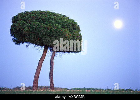 Albero e luna vicino a Tordesillas, Castilla, Spagna Foto Stock