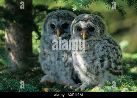 Bloccate il gufo giovani Smithers BC Foto Stock