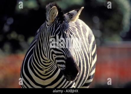 Zebra, lo Zoo di San Diego, California, Stati Uniti d'America Foto Stock