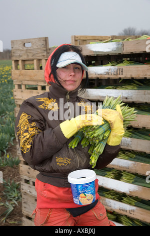 Daffodil commerciale picker. Esteri lavoratore migrante picking narcisi e fioriture di raccolta in una fattoria scozzese, Montrose bacino, Aberdeenshire, Regno Unito Foto Stock