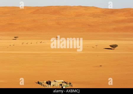 Un beduino che conduce i suoi cammelli arabe (Camelus dromedarius) in tutta la regione del deserto Wahiba Sands (Ramlat al Wahaybah) in Oman. Foto Stock