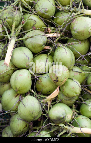 Appena raccolti giovani noci di cocco Foto Stock