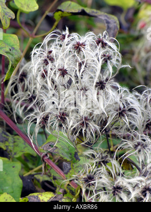 CLEMATIS VITALBA. I viaggiatori di gioia. OLD MANS BARBA Foto Stock